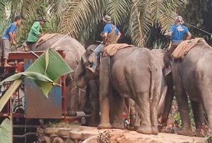Evakuasi Dua Ekor Gajah Liar di Kuala Cinaku Dengan 30 Personel gabungan