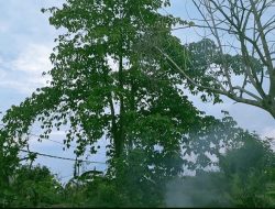 Kabel Listrik Menempel di Pohon, Warga Perumahan Griya Ayu Cemas, PLN Diminta Segera Bertindak