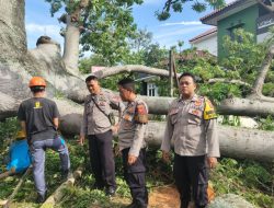 Akibat Pohon Randu Gede Kramat Tiba-tiba Tumbang, Warga Menjadi Resah